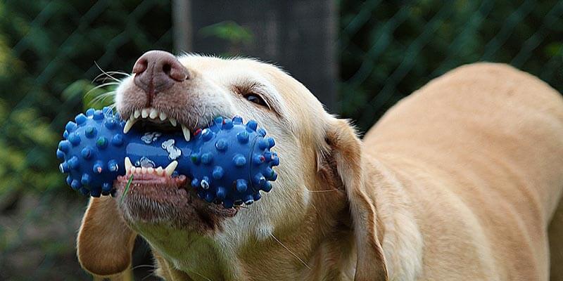 How To Choose A Safe Dog Chew Toy For Your Dog Petellow