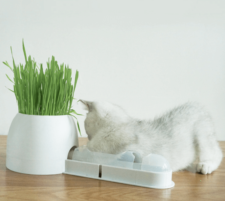 cat grass toy